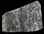 Rhynie Chert - Early Devonian Vascular Plant Fossils #40244-1